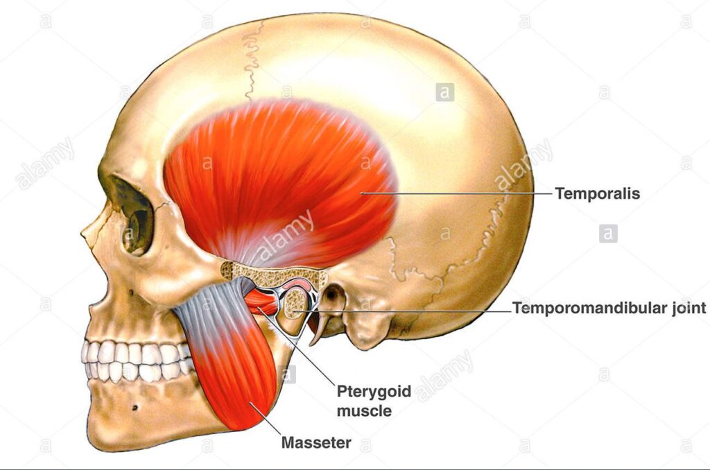 skull